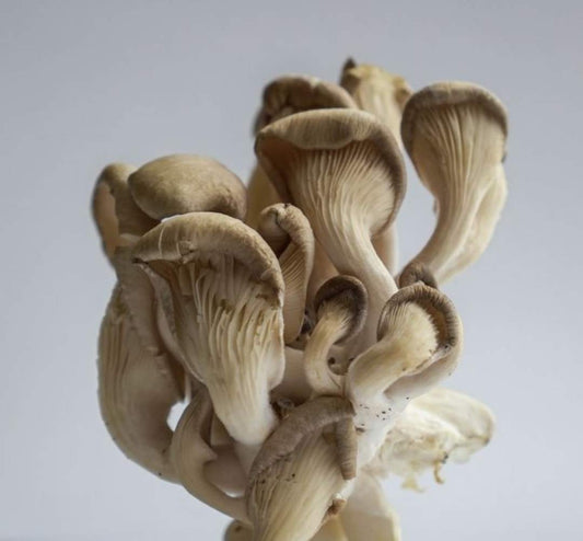 Maitake
