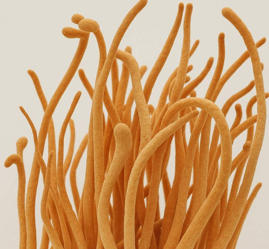 Cordyceps