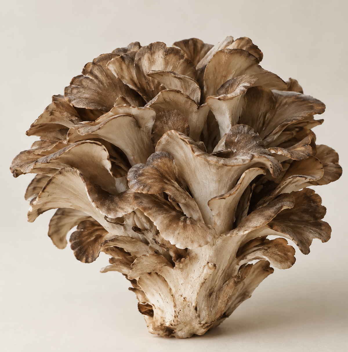 MAITAKE (Grifola frondosa)